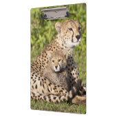 Afrika. Tansania Cheetah Mutter und Jungen 2 Klemmbrett (Links)