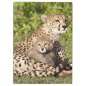 Afrika. Tansania Cheetah Mutter und Jungen 2 Klemmbrett (Rückseite)