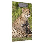 Afrika. Tansania Cheetah Mutter und Jungen 2 Klemmbrett (Rechts)
