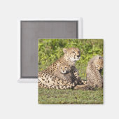 Afrika. Tansania Cheetah Mutter und Jungen 2 Magnet (Vorderseite/Rückseite)