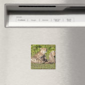 Afrika. Tansania Cheetah Mutter und Jungen 2 Magnet (In Situ (Geschirrspüler))