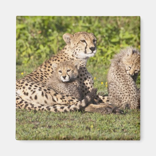 Afrika. Tansania Cheetah Mutter und Jungen 2 Magnet (Vorne)