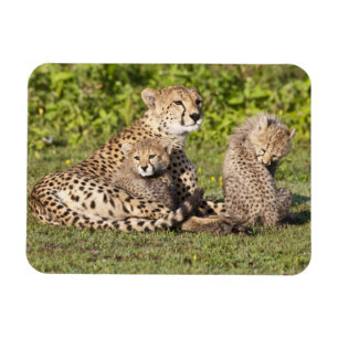 Afrika. Tansania Cheetah Mutter und Jungen 2 Magnet