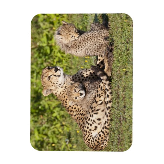 Afrika. Tansania Cheetah Mutter und Jungen 2 Magnet (Vertikal)