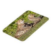 Afrika. Tansania Cheetah Mutter und Jungen 2 Magnet (Linke Seite)