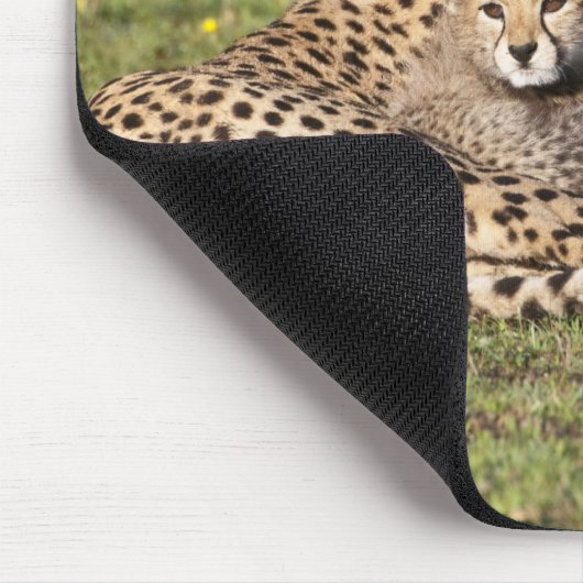 Afrika. Tansania Cheetah Mutter und Jungen 2 Mousepad (Ecke)
