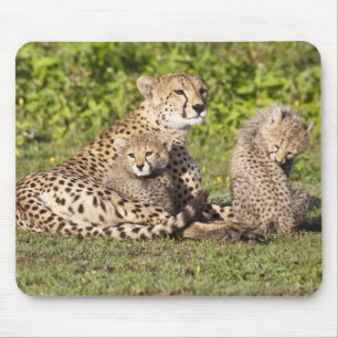 Afrika. Tansania Cheetah Mutter und Jungen 2 Mousepad