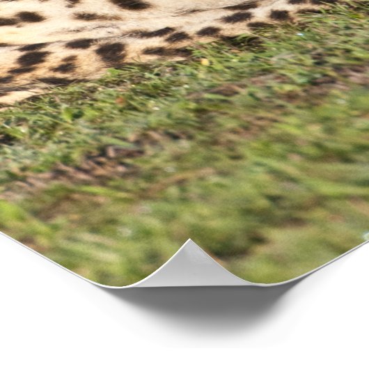 Afrika. Tansania Cheetah Mutter und Jungen 2 Poster (Ecke)