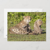 Afrika. Tansania Cheetah Mutter und Jungen 2 Postkarte (Vorne/Hinten)