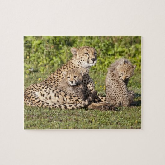 Afrika. Tansania Cheetah Mutter und Jungen 2 Puzzle (Horizontal)