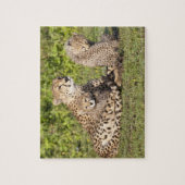 Afrika. Tansania Cheetah Mutter und Jungen 2 Puzzle (Vertikal)