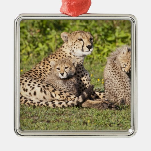 Afrika. Tansania Cheetah Mutter und Jungen 2 Silbernes Ornament (Vorne)