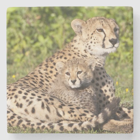 Afrika. Tansania Cheetah Mutter und Jungen 2 Steinuntersetzer (Vorderseite)