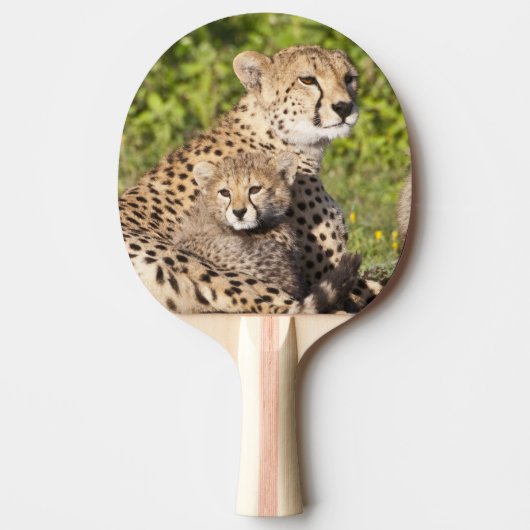 Afrika. Tansania Cheetah Mutter und Jungen 2 Tischtennis Schläger (Vorderseite)