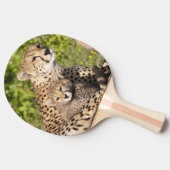 Afrika. Tansania Cheetah Mutter und Jungen 2 Tischtennis Schläger (Seitenansicht)