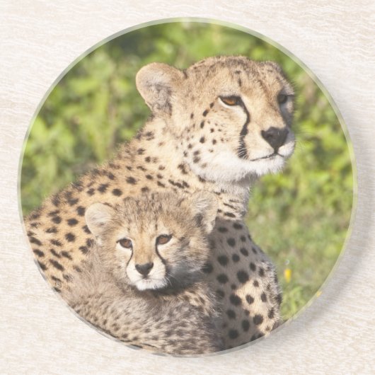 Afrika. Tansania Cheetah Mutter und Jungen 2 Untersetzer (Vorne)