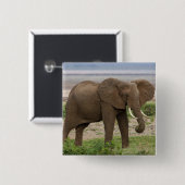 Afrika. Tansania Elefant am Lake Manyara NP. Button (Vorne & Hinten)