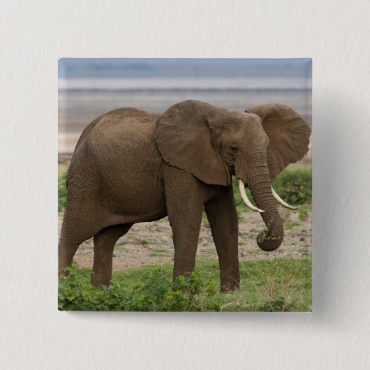 Afrika. Tansania Elefant am Lake Manyara NP. Button (Vorderseite)