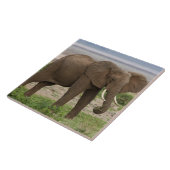 Afrika. Tansania Elefant am Lake Manyara NP. Fliese (Seite)