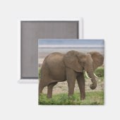 Afrika. Tansania Elefant am Lake Manyara NP. Magnet (Vorderseite/Rückseite)