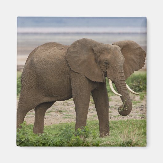 Afrika. Tansania Elefant am Lake Manyara NP. Magnet (Vorne)