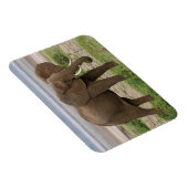 Afrika. Tansania Elefant am Lake Manyara NP. Magnet (Rechte Seite)