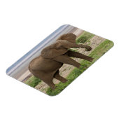 Afrika. Tansania Elefant am Lake Manyara NP. Magnet (Linke Seite)