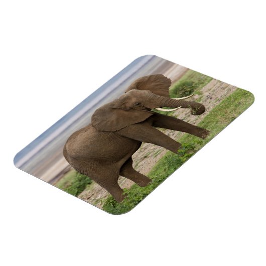 Afrika. Tansania Elefant am Lake Manyara NP. Magnet (Linke Seite)