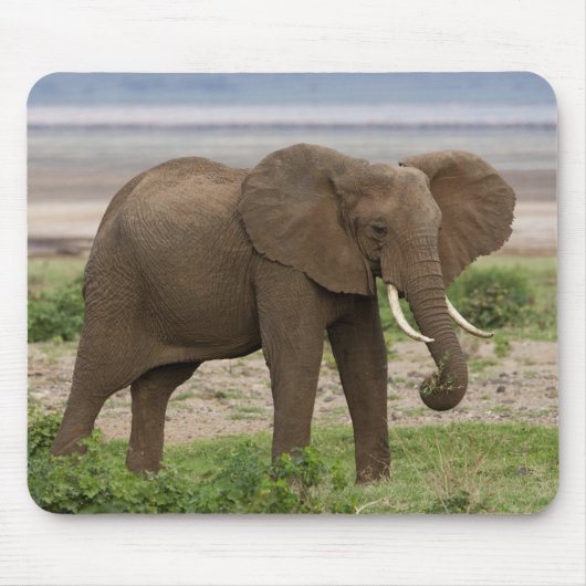 Afrika. Tansania Elefant am Lake Manyara NP. Mousepad (Vorne)