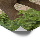 Afrika. Tansania Elefant am Lake Manyara NP. Poster (Ecke)