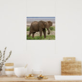 Afrika. Tansania Elefant am Lake Manyara NP. Poster (Küche)