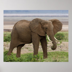 Afrika. Tansania Elefant am Lake Manyara NP. Poster