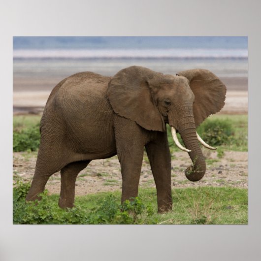 Afrika. Tansania Elefant am Lake Manyara NP. Poster (Vorne)