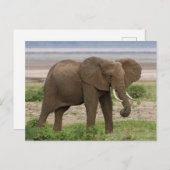 Afrika. Tansania Elefant am Lake Manyara NP. Postkarte (Vorne/Hinten)