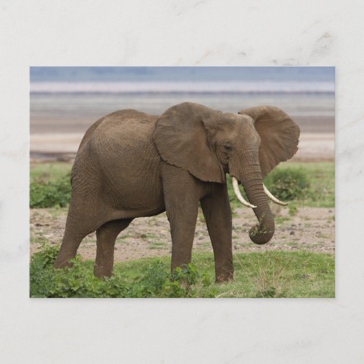 Afrika. Tansania Elefant am Lake Manyara NP. Postkarte (Vorderseite)