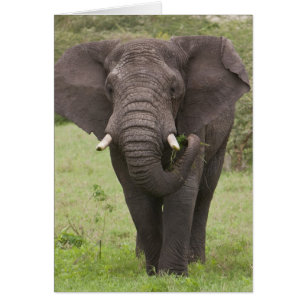 Afrika Tansania Elefant am Ngorongoro-Krater