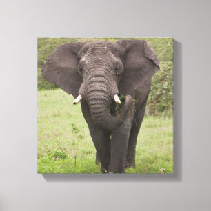 Afrika Tansania Elefant am Ngorongoro-Krater Leinwanddruck