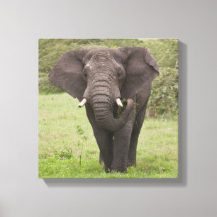 Afrika Tansania Elefant am Ngorongoro-Krater Leinwanddruck