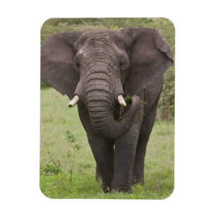 Afrika Tansania Elefant am Ngorongoro-Krater Magnet