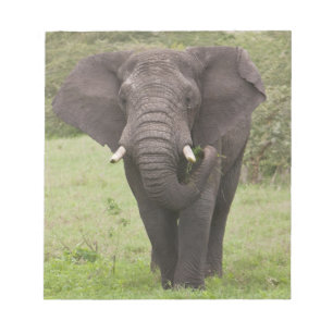 Afrika Tansania Elefant am Ngorongoro-Krater Notizblock