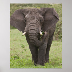Afrika Tansania Elefant am Ngorongoro-Krater Poster