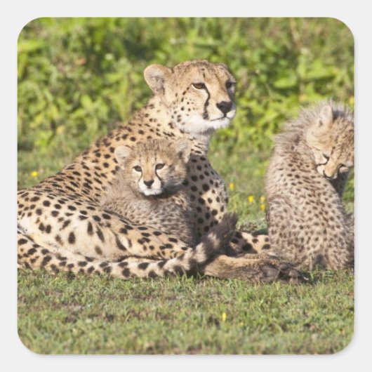 Afrika. Tansania. Gepardenmutter und Junge 2 Quadratischer Aufkleber (Vorderseite)