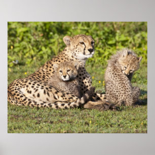 Afrika. Tansania. Gepardenmutter und Jungen 2 Poster