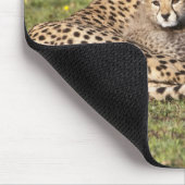 Afrika. Tansania. Gepardmutter und Junge 2 Mousepad (Ecke)