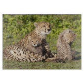 Afrika. Tansania. Gepardmutter und Junge 2 Schneidebrett (Vorderseite)