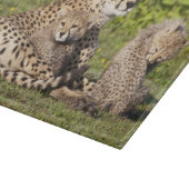 Afrika. Tansania. Gepardmutter und Junge 2 Schneidebrett (Ecke)