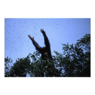 Afrika, Tansania, Glitter greift nach Fliegendem Fotodruck