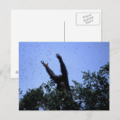 Afrika, Tansania, Glitter greift nach Fliegendem Postkarte (Vorne/Hinten)