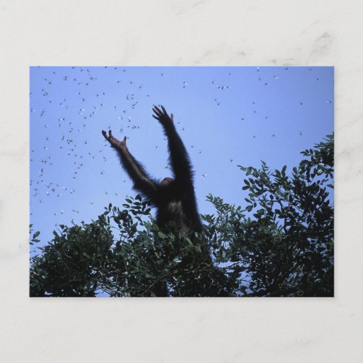 Afrika, Tansania, Glitter greift nach Fliegendem Postkarte (Vorderseite)