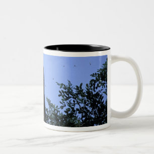 Afrika, Tansania, Glitter greift nach Fliegendem Zweifarbige Tasse